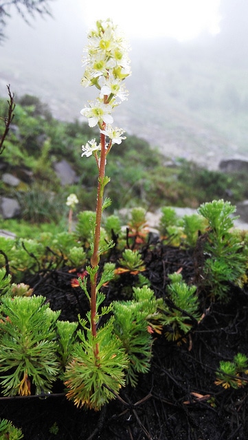 Luetkea pectinata