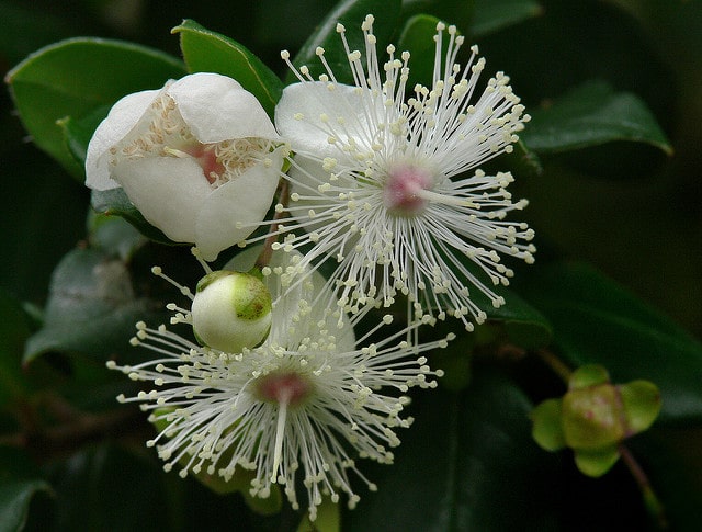 Luma apiculata