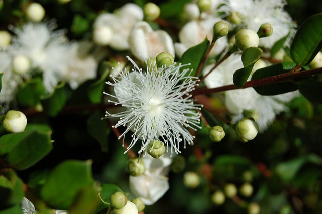Luma apiculata