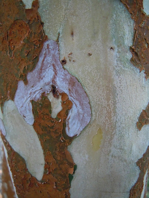 Luma apiculata