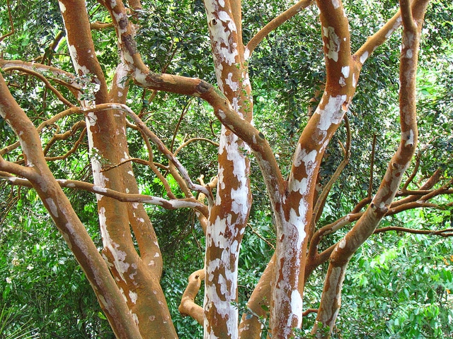 Luma apiculata