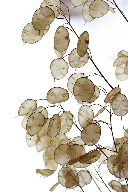 Lunaire annuelle