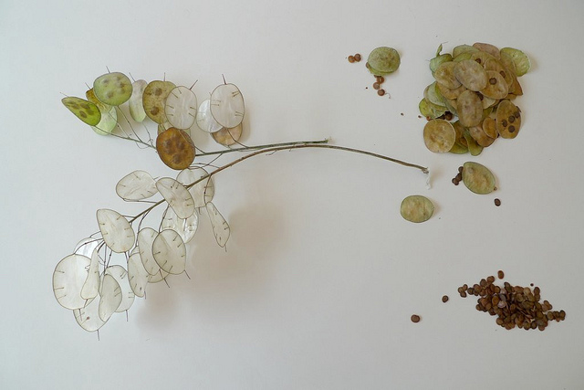 Lunaire annuelle