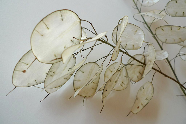 Lunaire annuelle