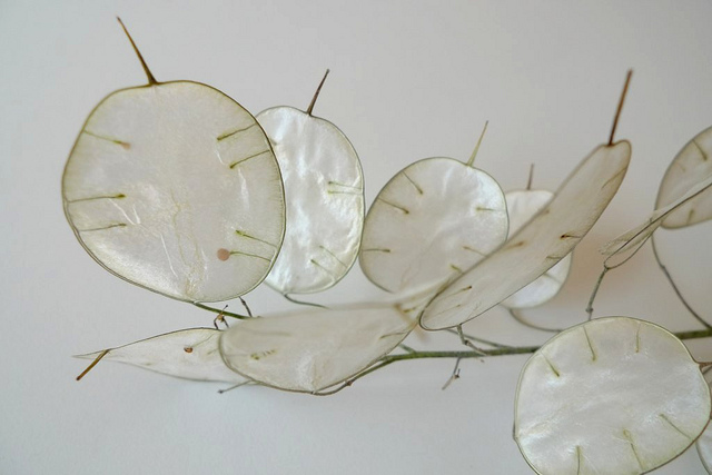 Lunaire annuelle