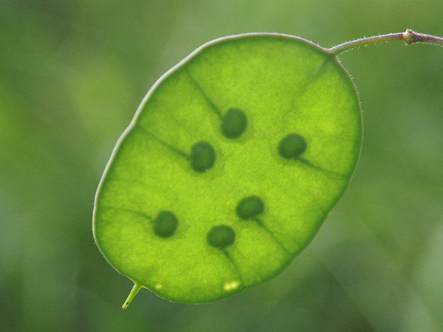 Lunaire annuelle (Lunaria annua)