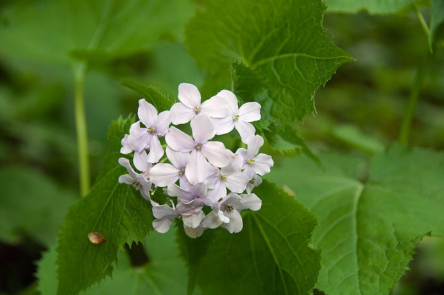 Lunaire vivace (Lunaria rediviva)