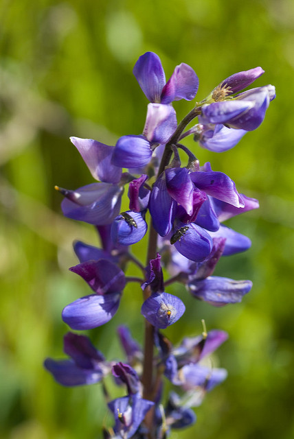 Lupin à feuilles étroites (Lupinus angustifolius)