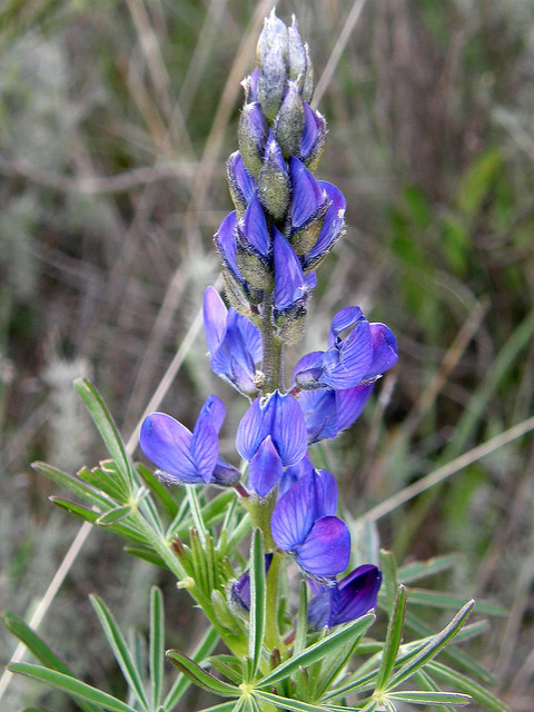 Lupin à feuilles étroites