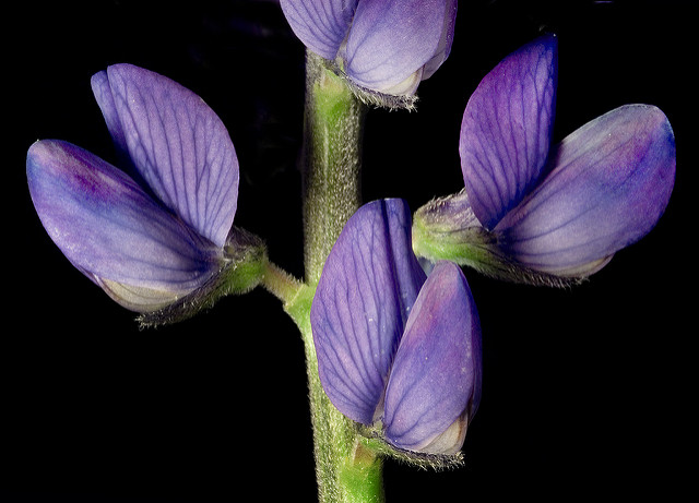 Lupin à feuilles étroites