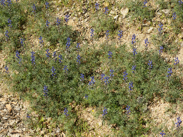Lupin à feuilles étroites