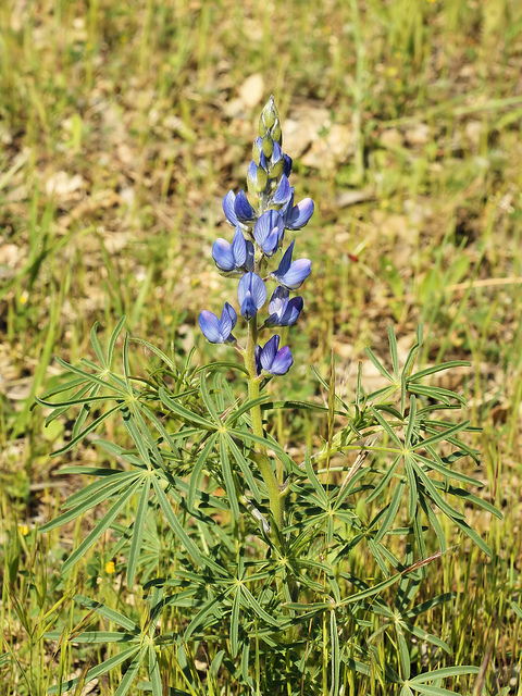 Lupin à feuilles étroites