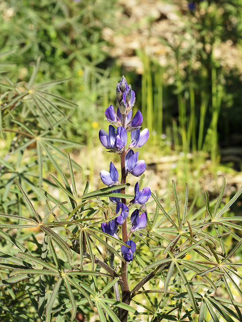 Lupin à feuilles étroites