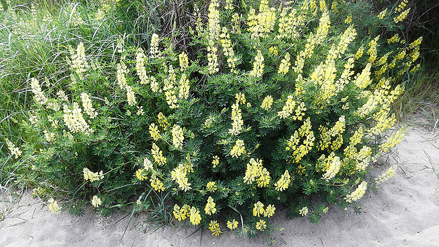 Lupin arborescent