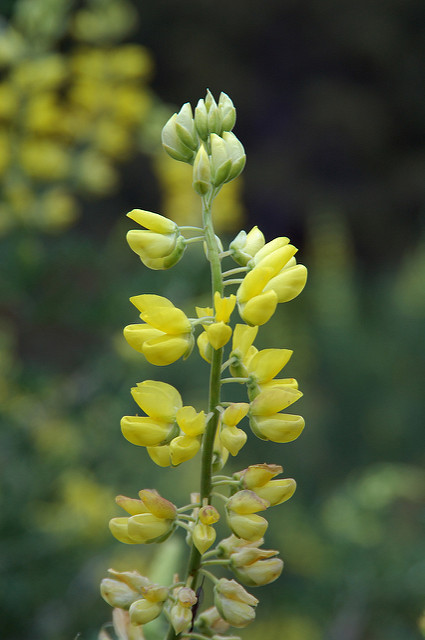 Lupin arborescent