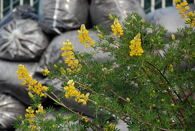 Lupin arborescent