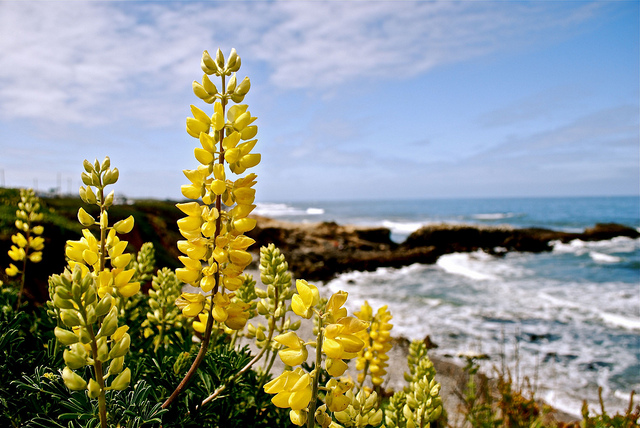 Lupin arborescent