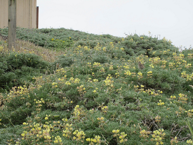 Lupin arborescent (Lupinus arboreus)