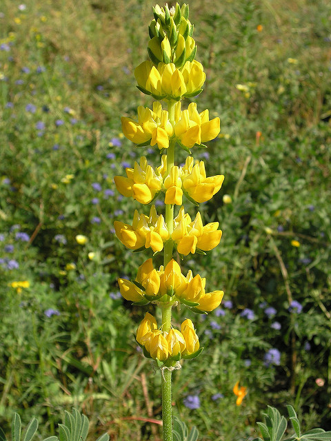 Lupin jaune