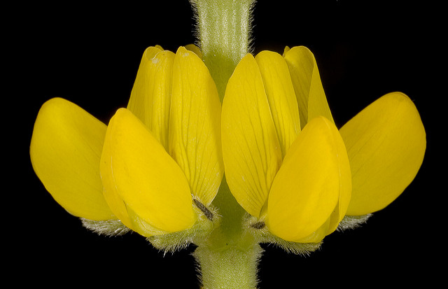 Lupin jaune