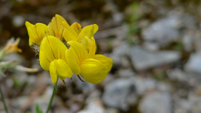 Lupin jaune