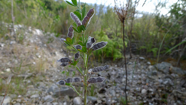 Lupin jaune (Lupinus luteus)