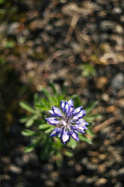 Lupinus nootkatensis (Lupinus nootkatensis)
