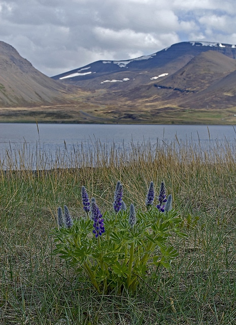 Lupinus nootkatensis