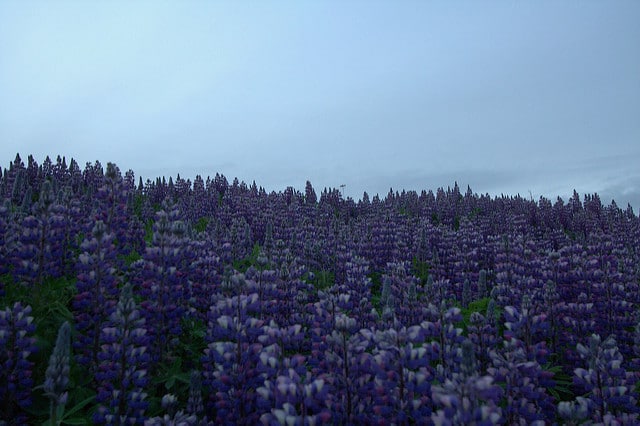 Lupinus nootkatensis