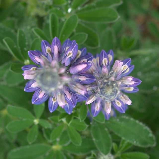 Lupinus nootkatensis