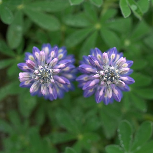 Lupinus nootkatensis