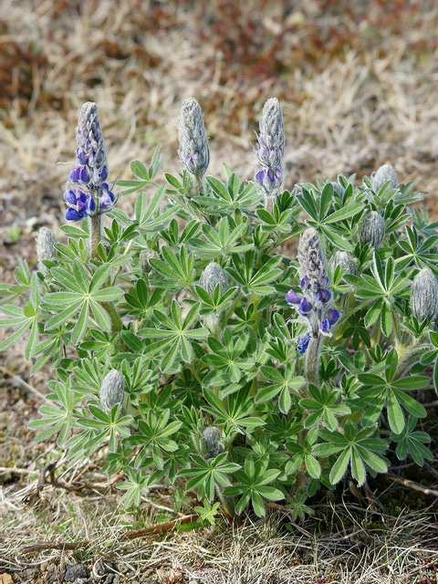Lupinus nootkatensis