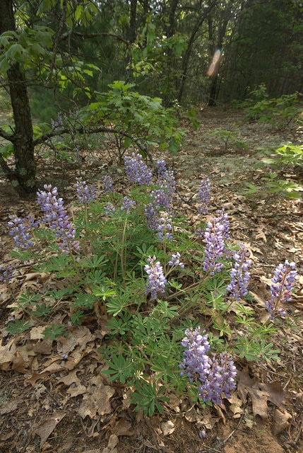 Lupin vivace (Lupinus perennis)