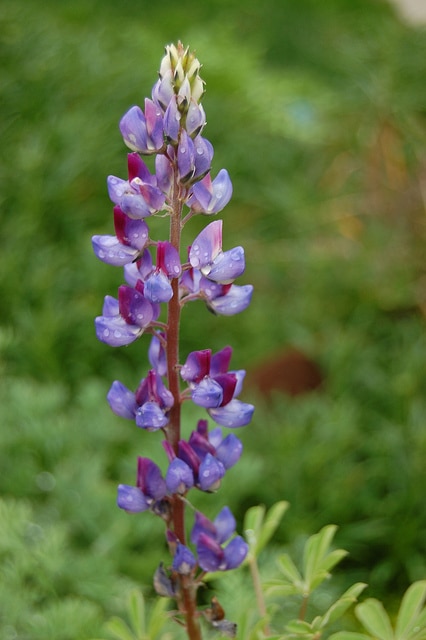 Lupin vivace