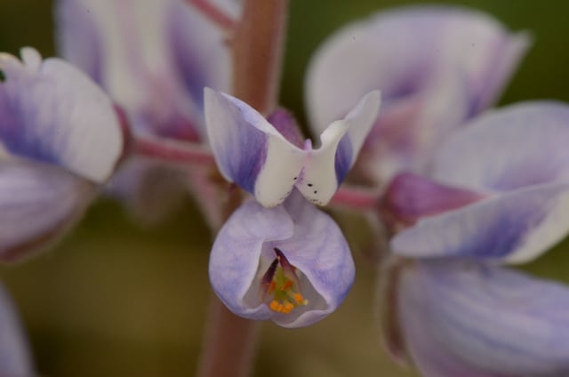 Lupin vivace