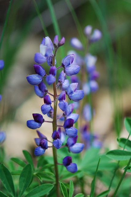 Lupin vivace