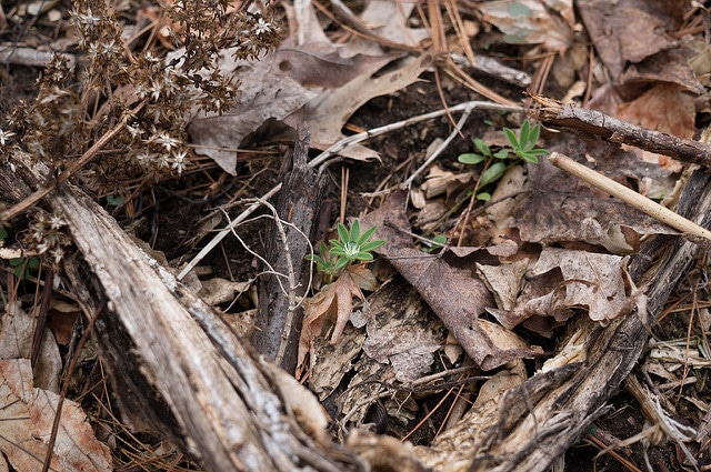 Lupin vivace