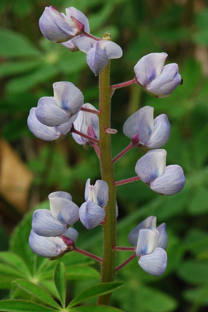 Lupin vivace