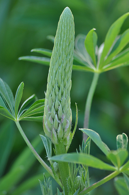 Lupin des jardins