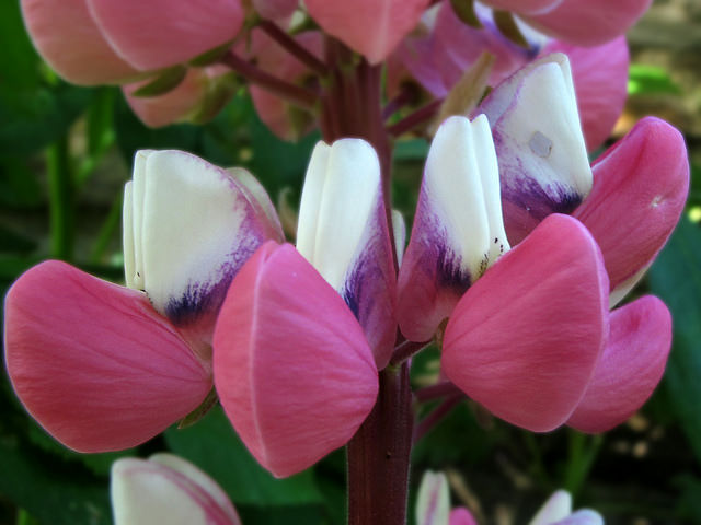Lupin des jardins