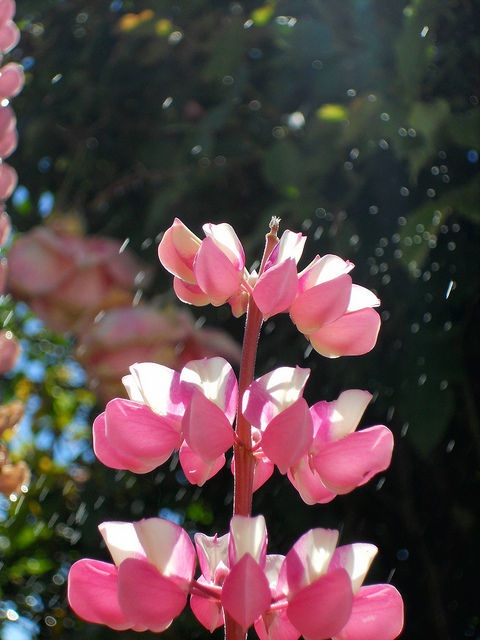 Lupin des jardins