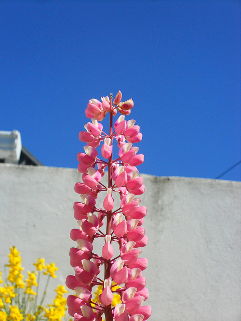 Lupin des jardins