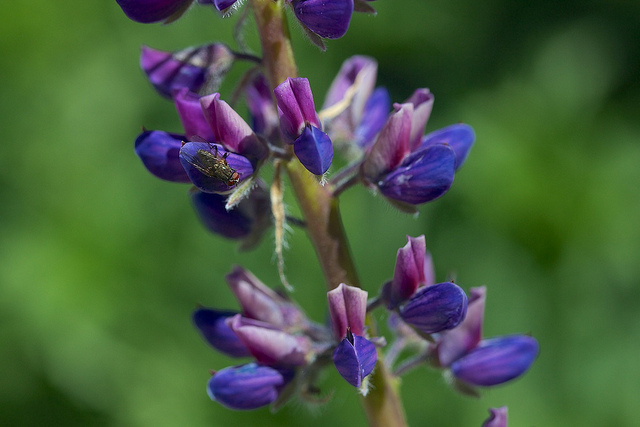 Lupin des jardins