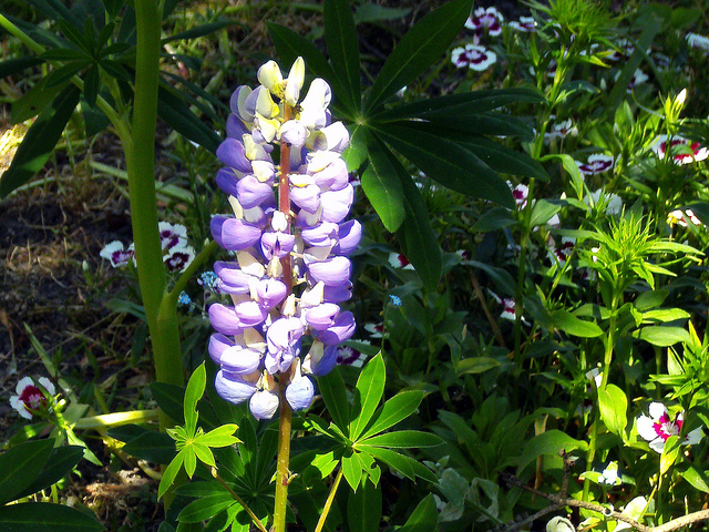 Lupin des jardins
