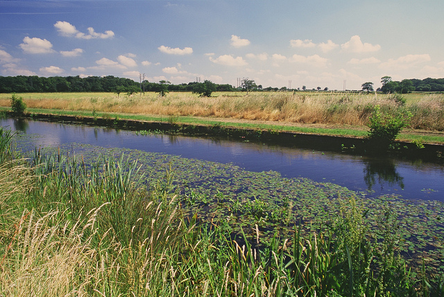 Alisma nageante (Luronium natans)