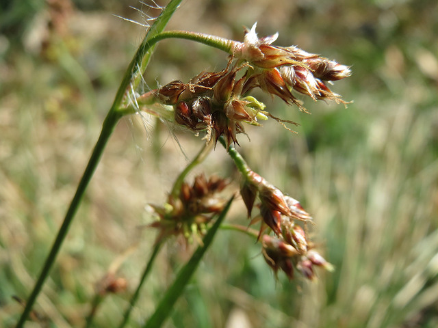 Luzule des champs (Luzula campestris)