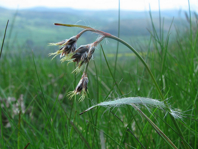 Luzule des champs