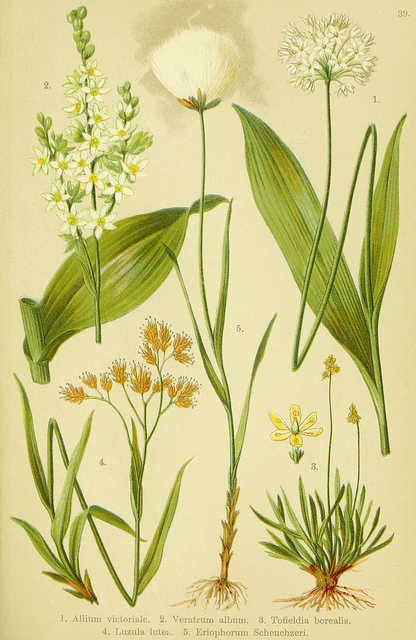 Luzule jaune (Luzula lutea)
