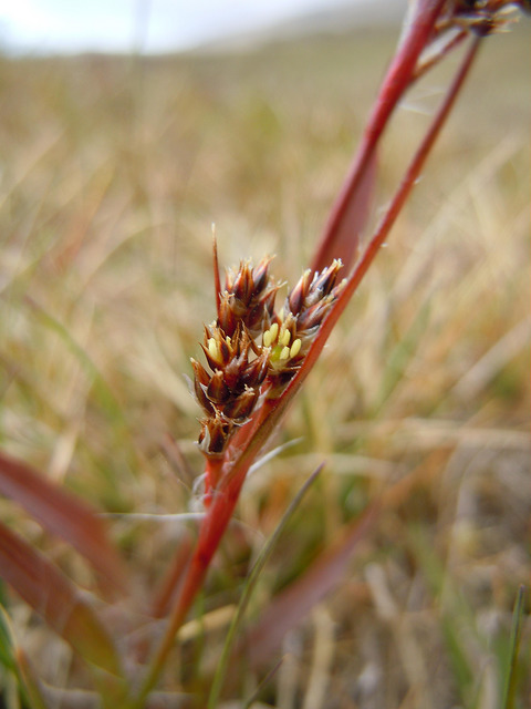 Luzule multiflore (Luzula multiflora)