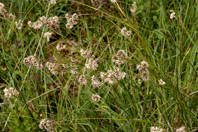 Luzule nivale (Luzula nivea)